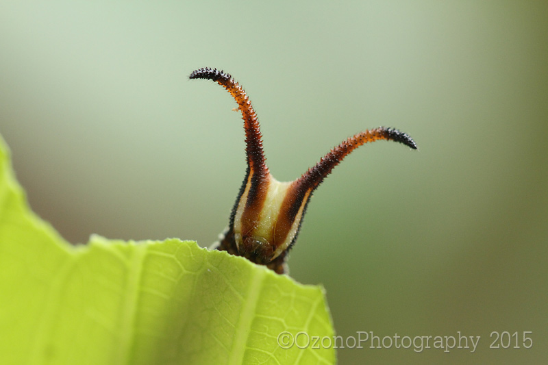 ニョキっと : 湘南むし日記