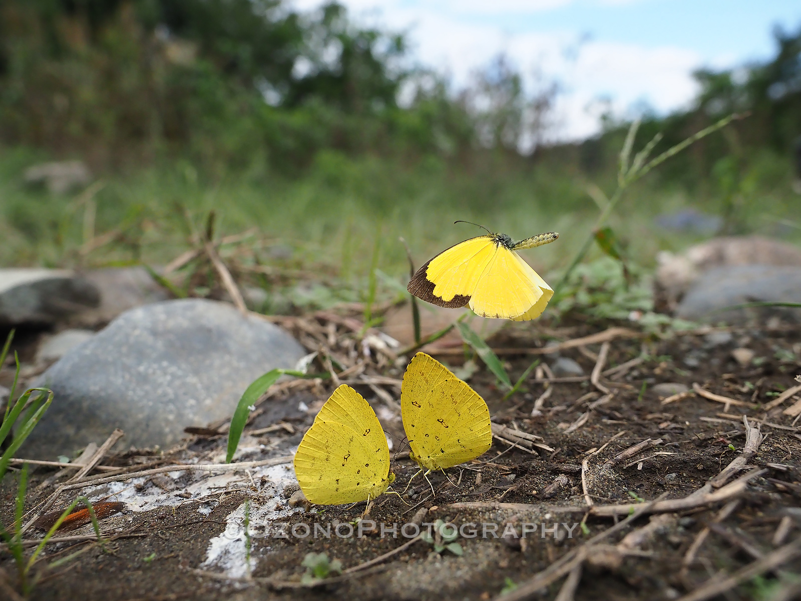 イン アウト 湘南むし日記