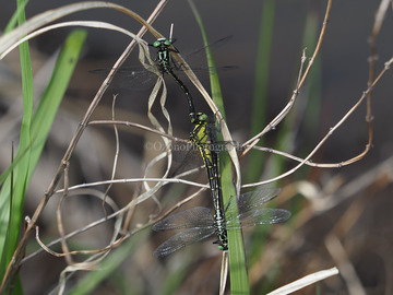 P5182364