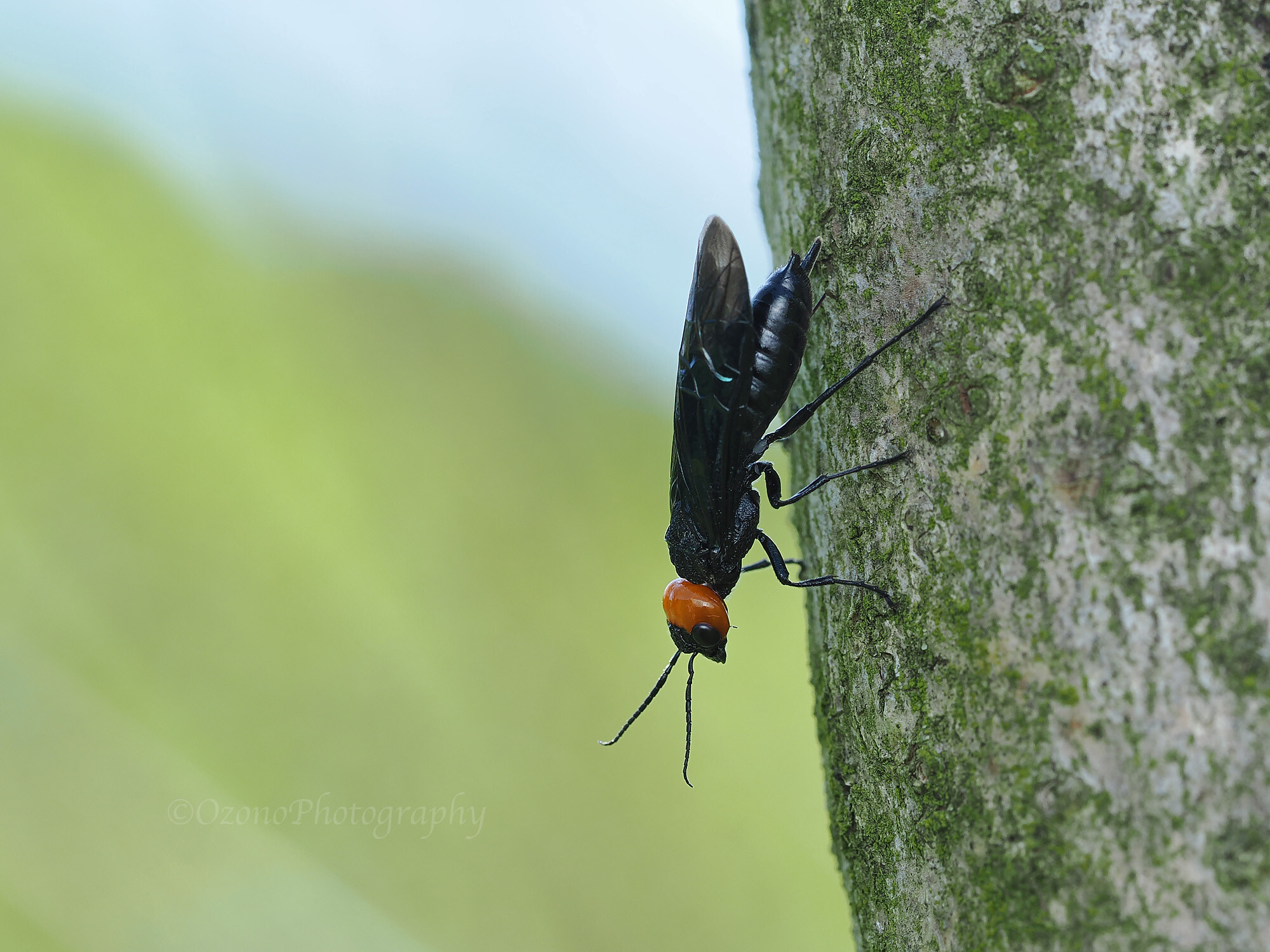 黒くて、赤い : 湘南むし日記