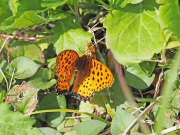 PB080516