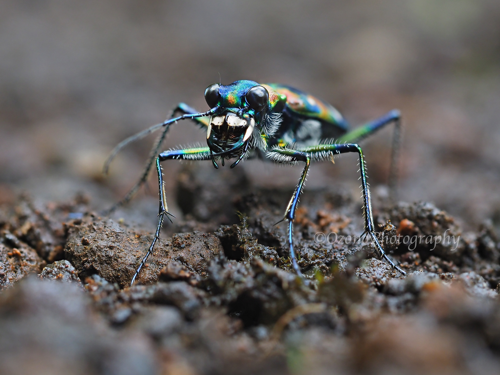 恐ろしいほど 湘南むし日記