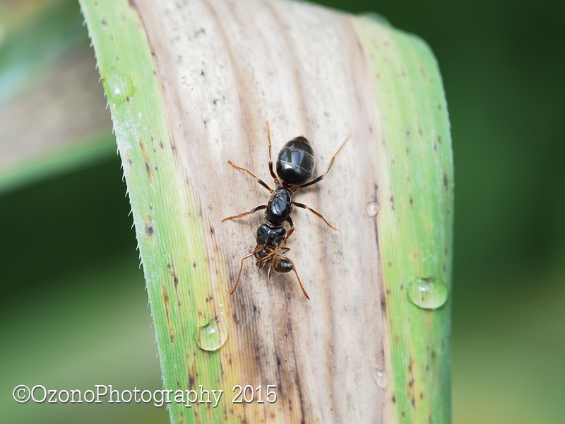 はたらきアリ→プロフ読んでください はたらきアリ→プロフ読んでください 盲目の“火星から来た”アリ