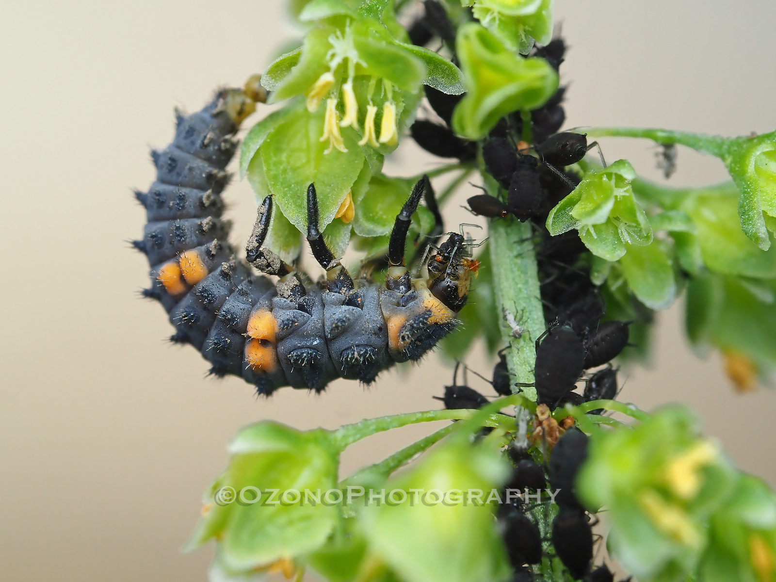 怪獣 湘南むし日記