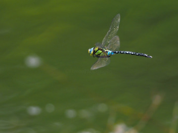 P5160887