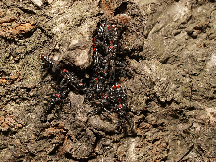 桜の木の幹で 湘南むし日記