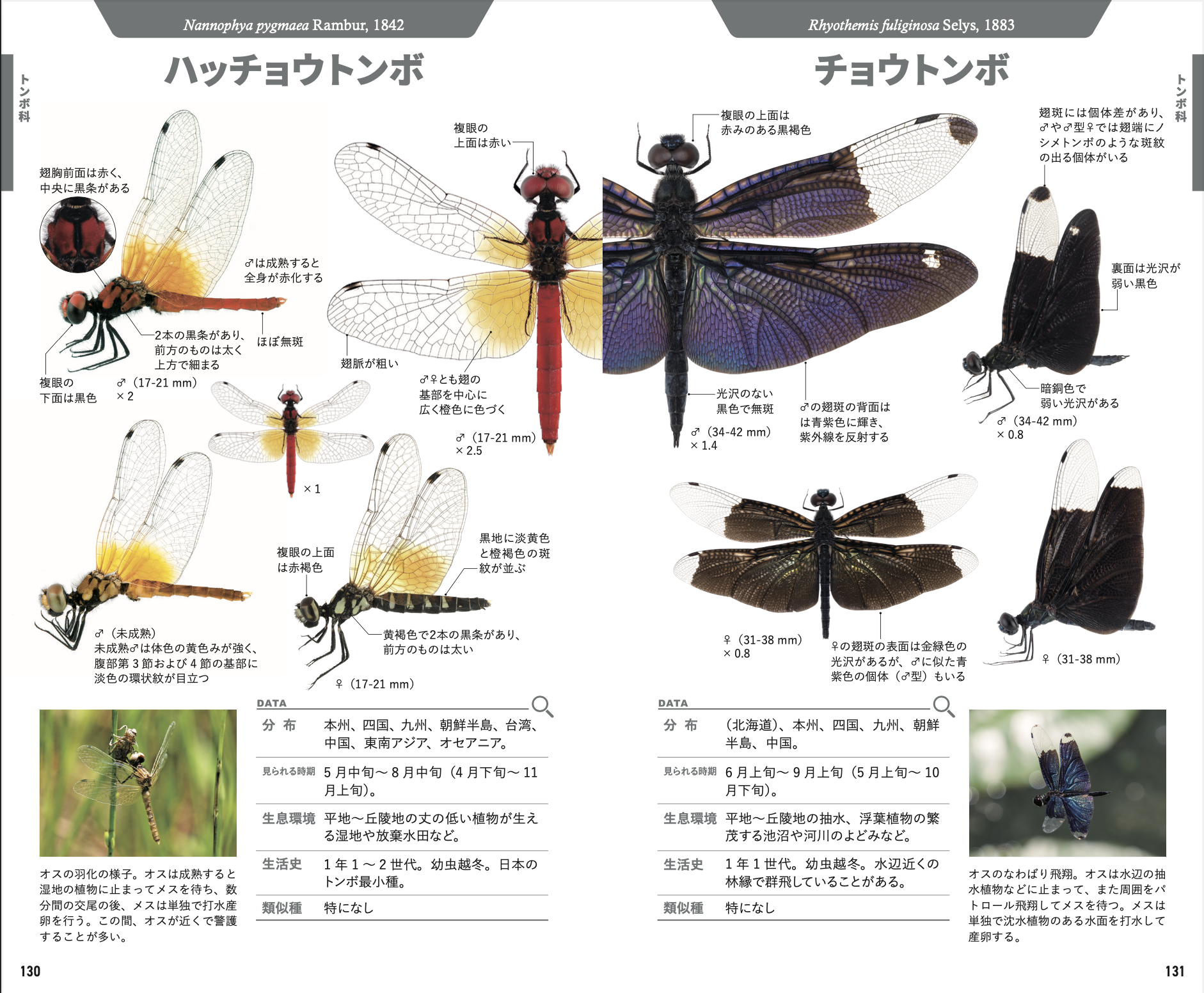 トンボハンドブック 本日発売！ : 湘南むし日記