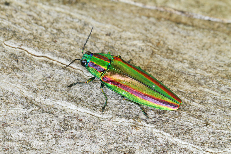 激レア キラキラアラメムカシタマムシ 甲虫 標本 昆虫 キラキラ : 湘南