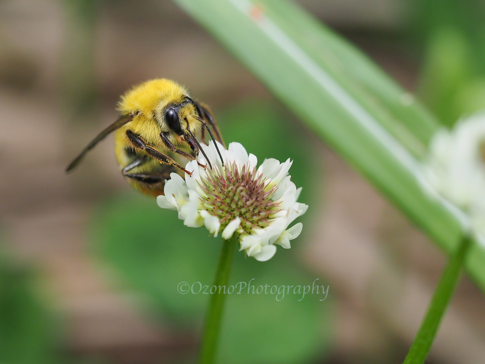 もこもこ 湘南むし日記