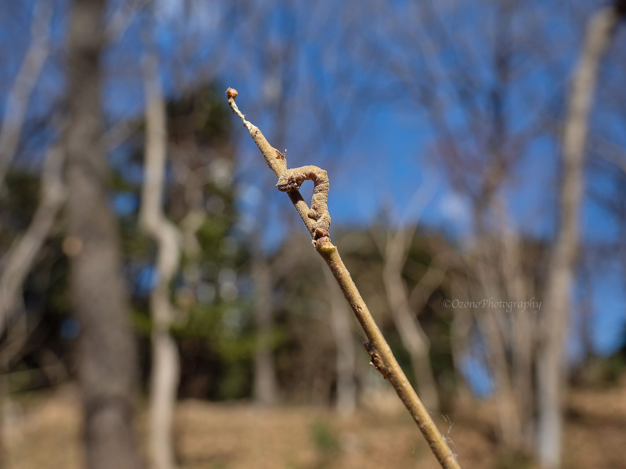 削り取る : 湘南むし日記