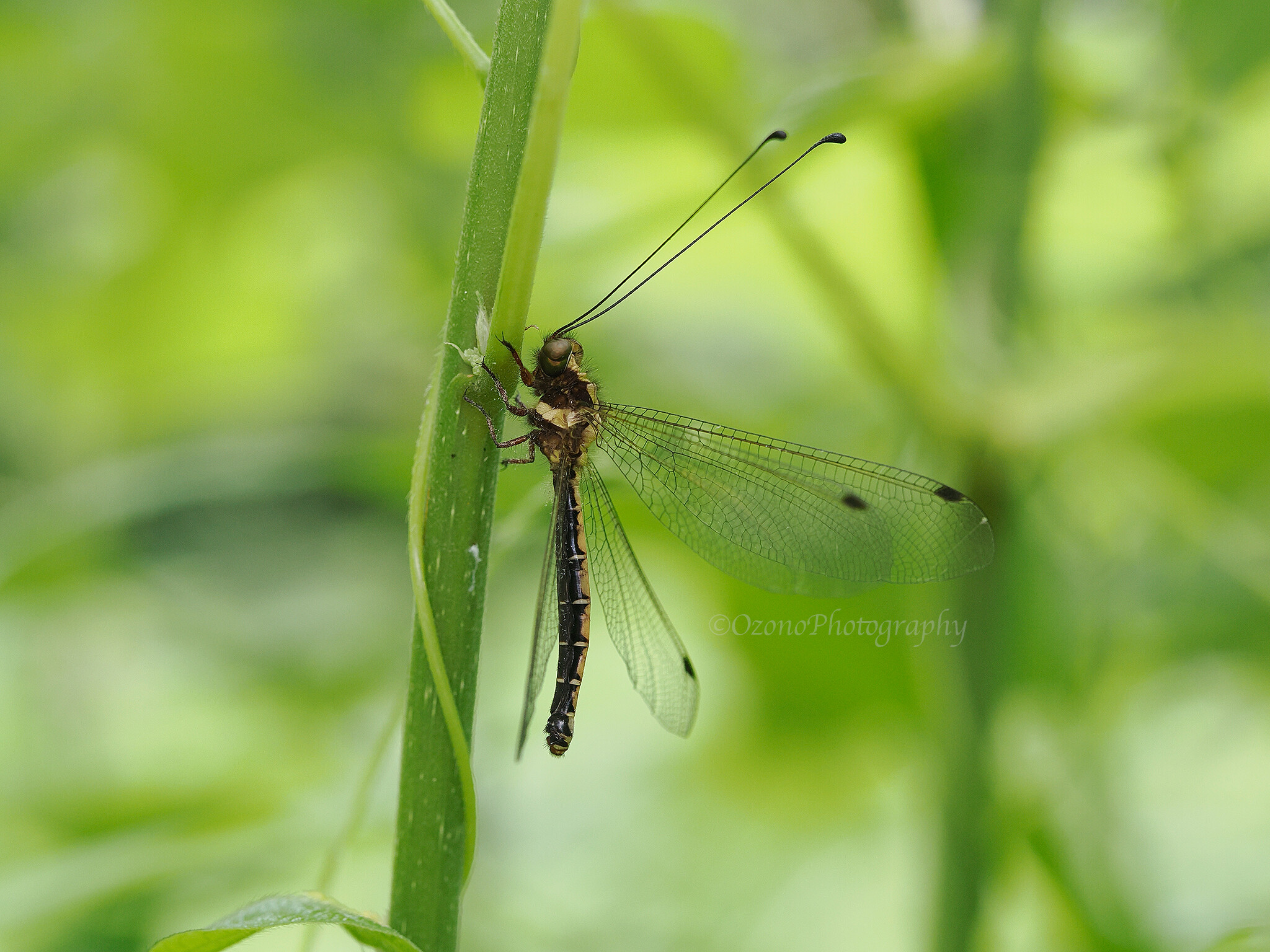 確かめたい : 湘南むし日記