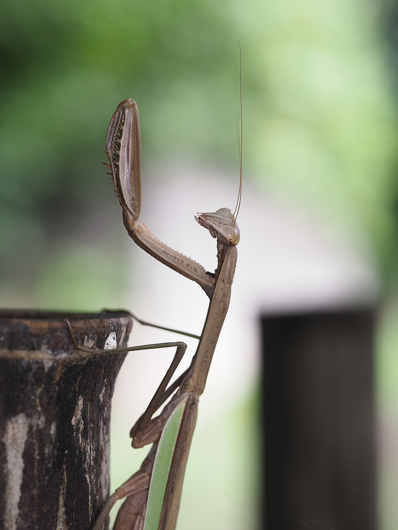 祈り 湘南むし日記