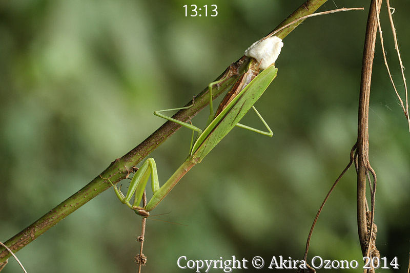 虫タマゴラス カマキリ hq720.jpg?sqp=-