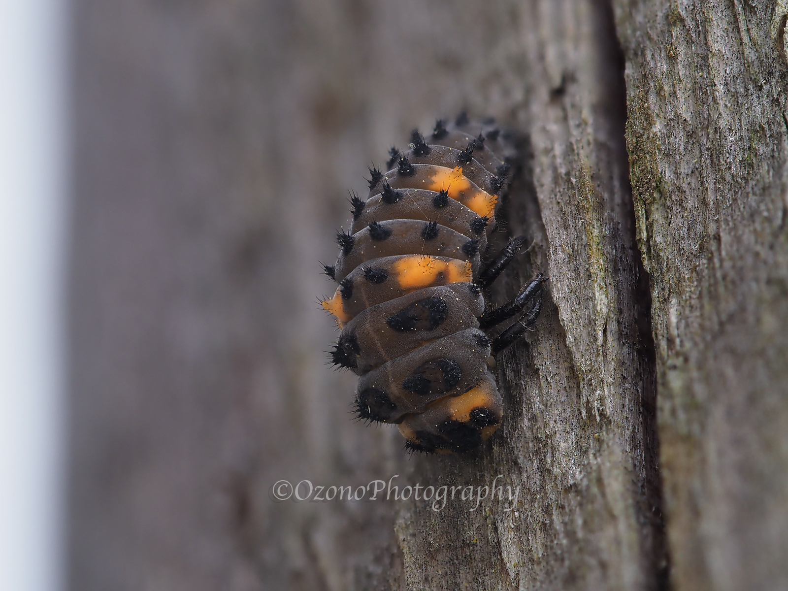 湘南むし日記 甲虫 Livedoor Blog ブログ