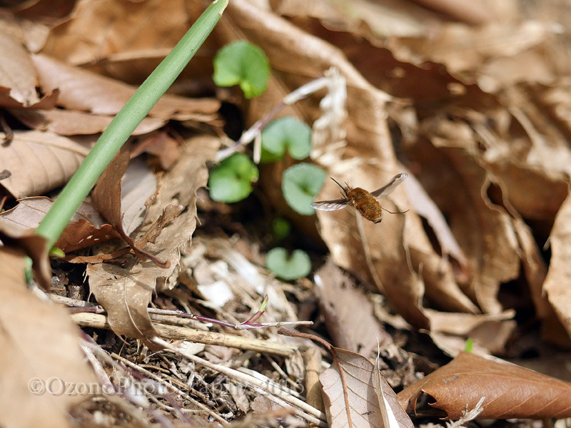 カワイイだけじゃない 湘南むし日記