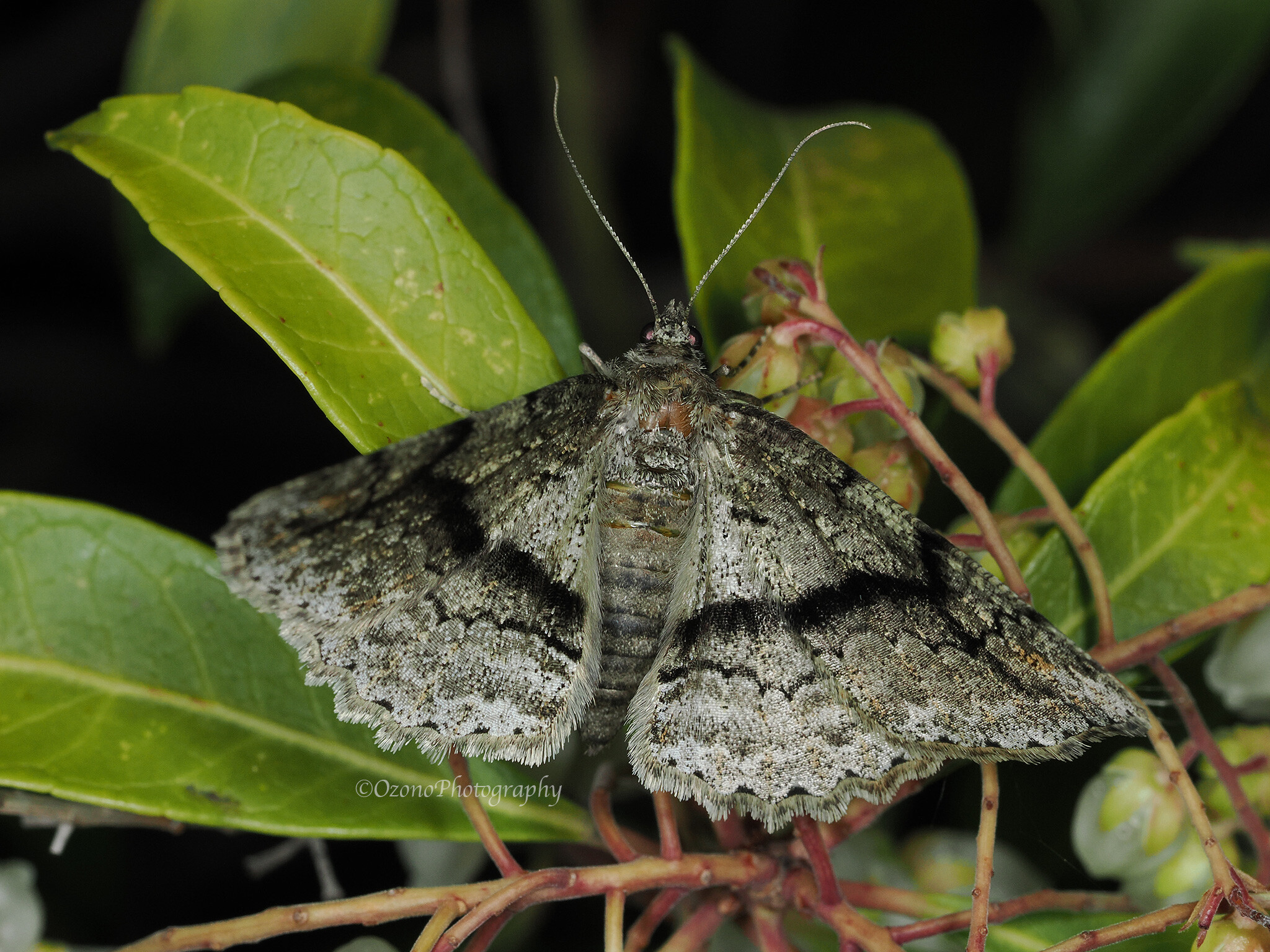 メグ様 おまとめ MEGさま おまとめ メグ様おまとめ4点 そんなはずは : 湘南むし日記