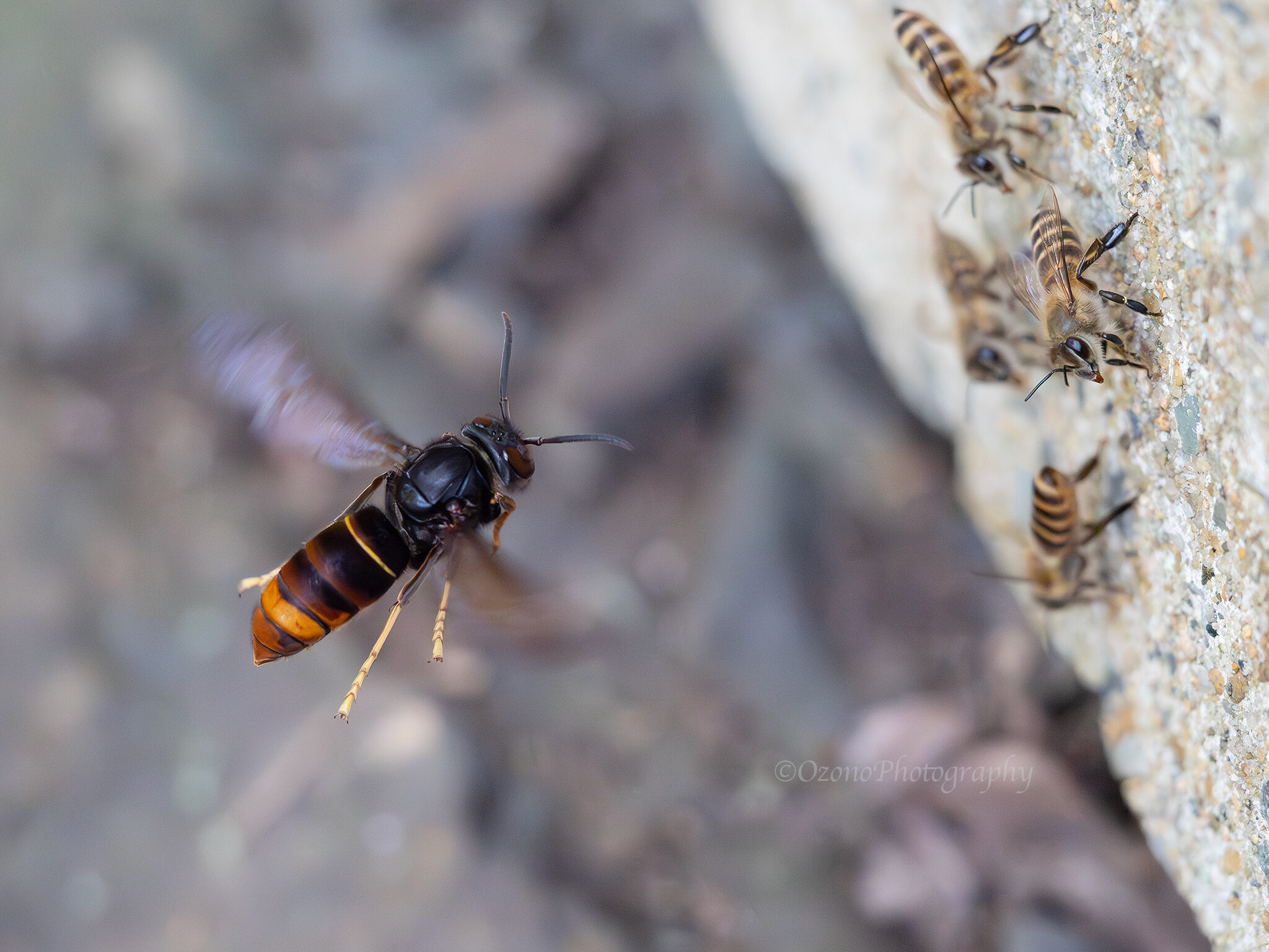 真夏の対馬へ・・・2 : 湘南むし日記