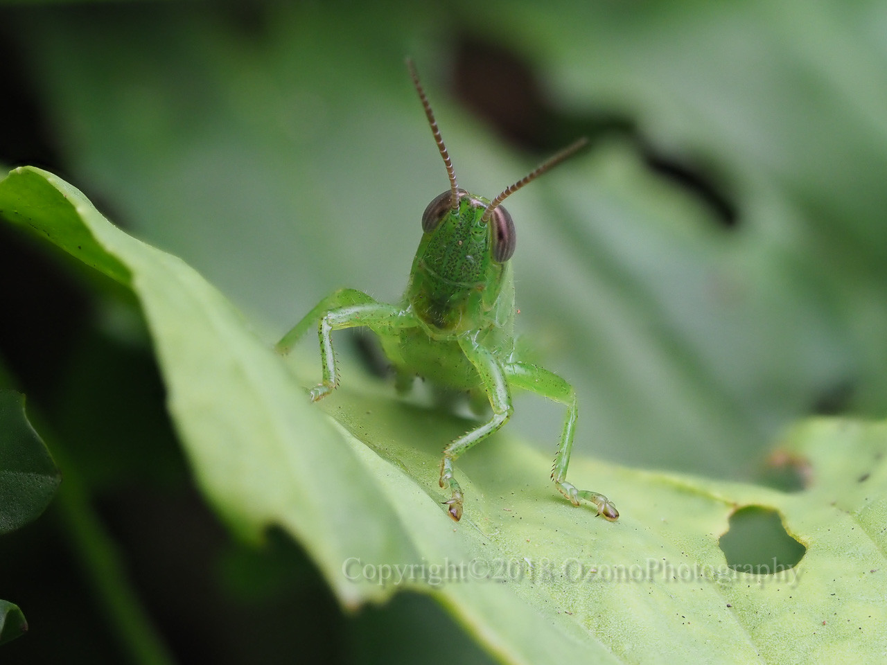 湘南むし日記 バッタ カマキリなど Livedoor Blog ブログ