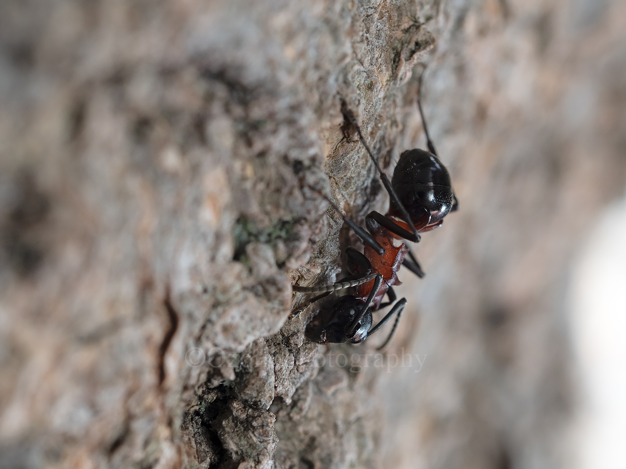 Nature Photo Walk 冬越しの生き物たち 湘南むし日記