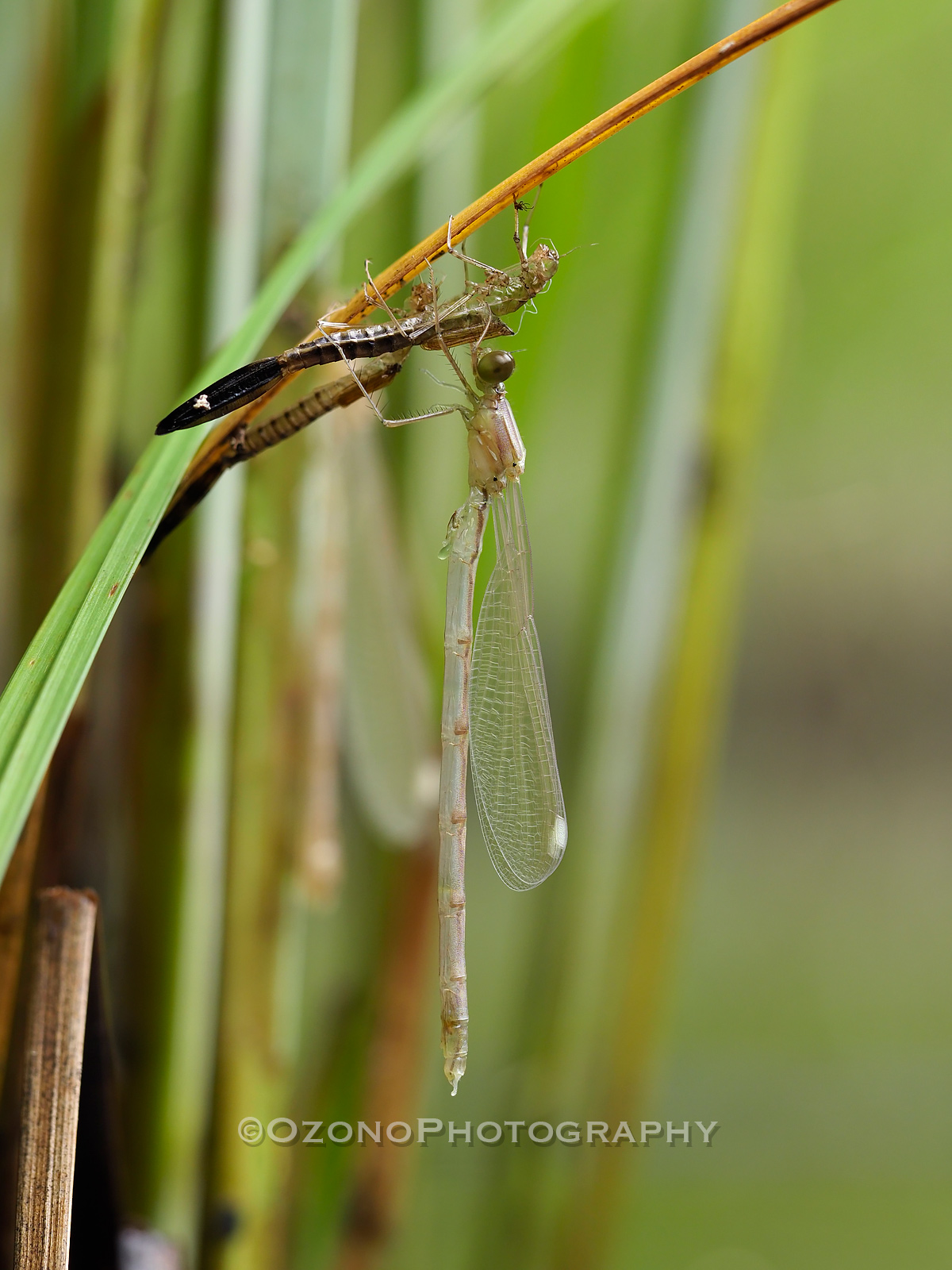 秋が生まれる 湘南むし日記