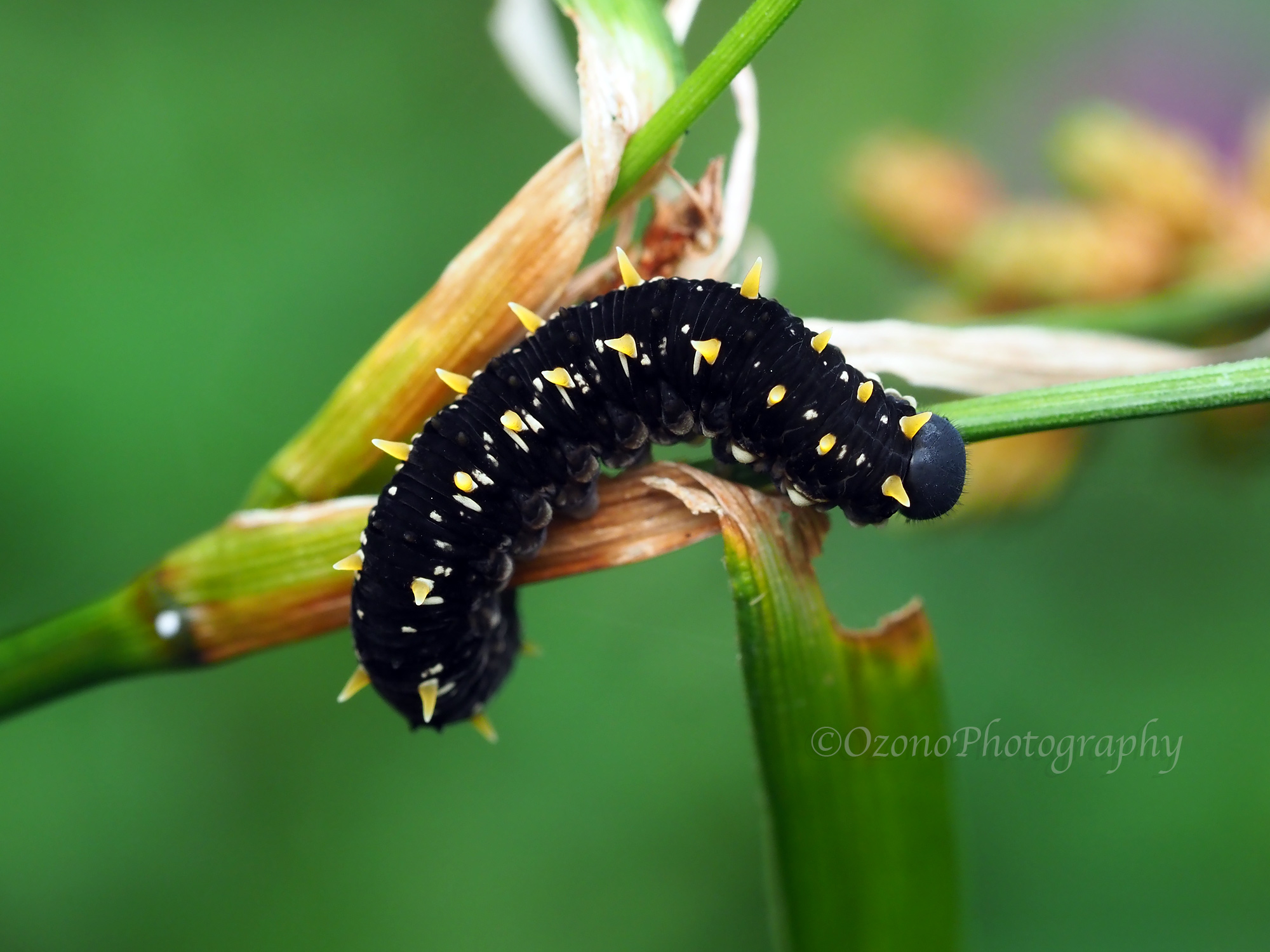 ロック : 湘南むし日記