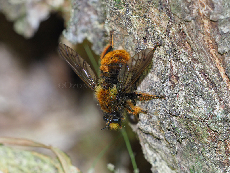 毛むくじゃら 湘南むし日記