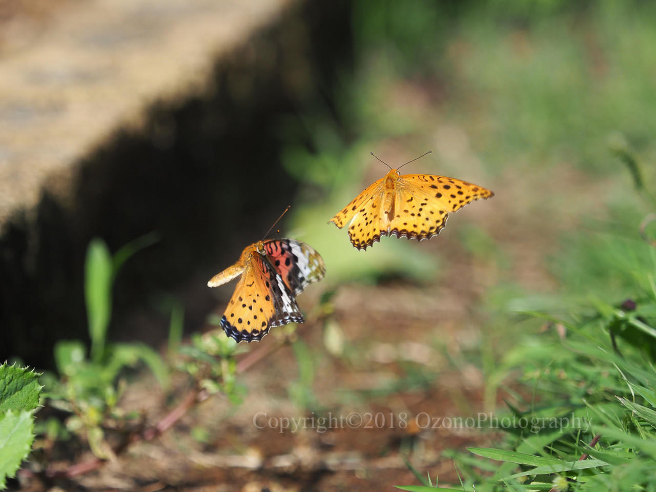 みどりむし 空き時間 : 湘南むし日記