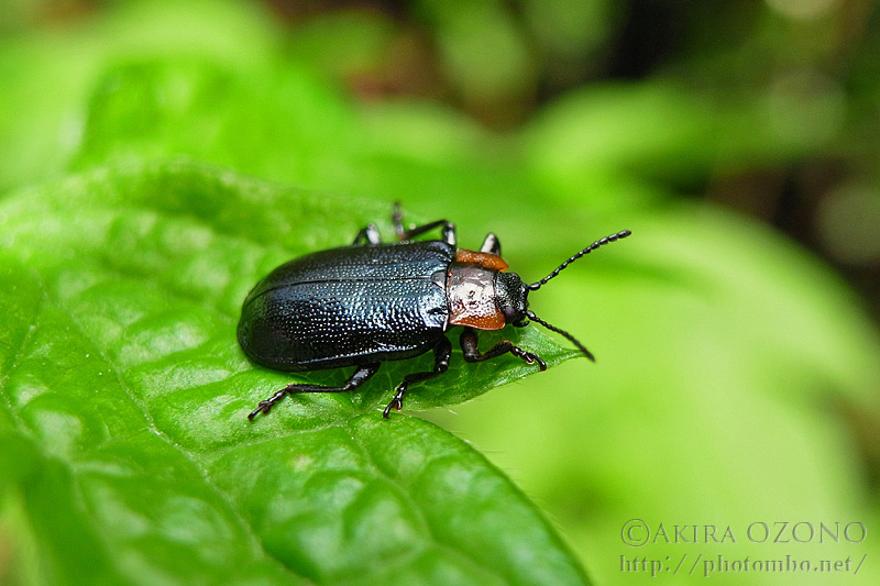 南米コブハムシの仲間 ２ 南米コブハムシの仲間 2 <0729z昆虫標本> フジハムシ 【No.2050