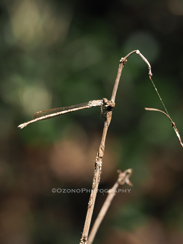 P2130114