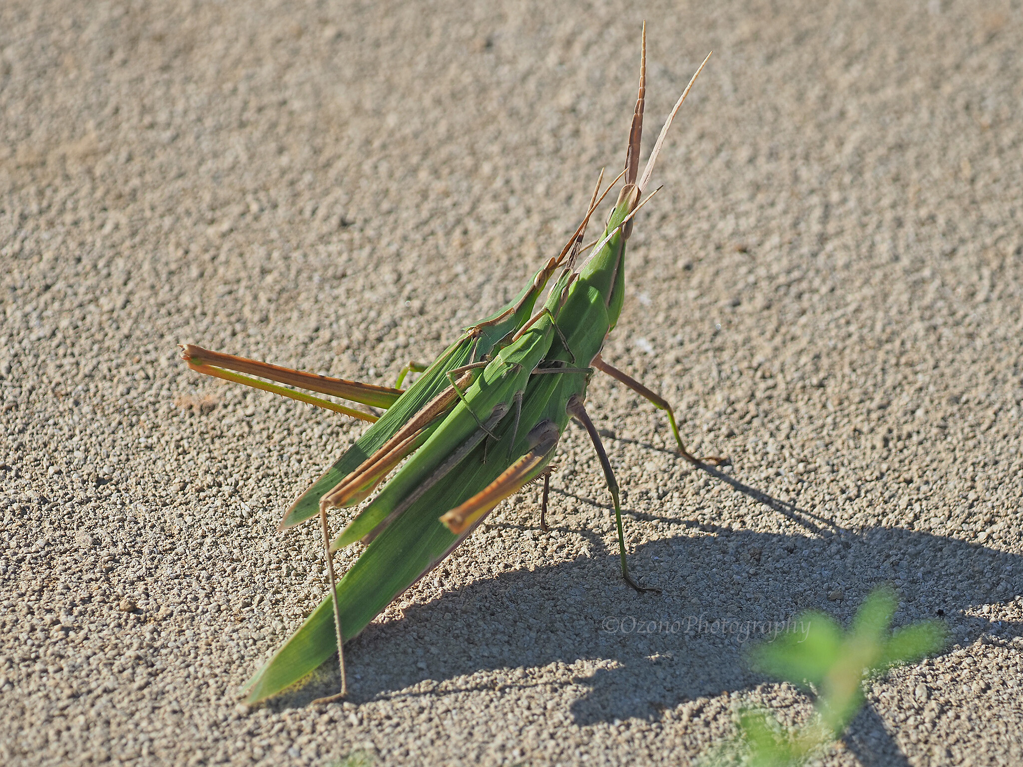 気づき 湘南むし日記 気づき 湘南むし日記