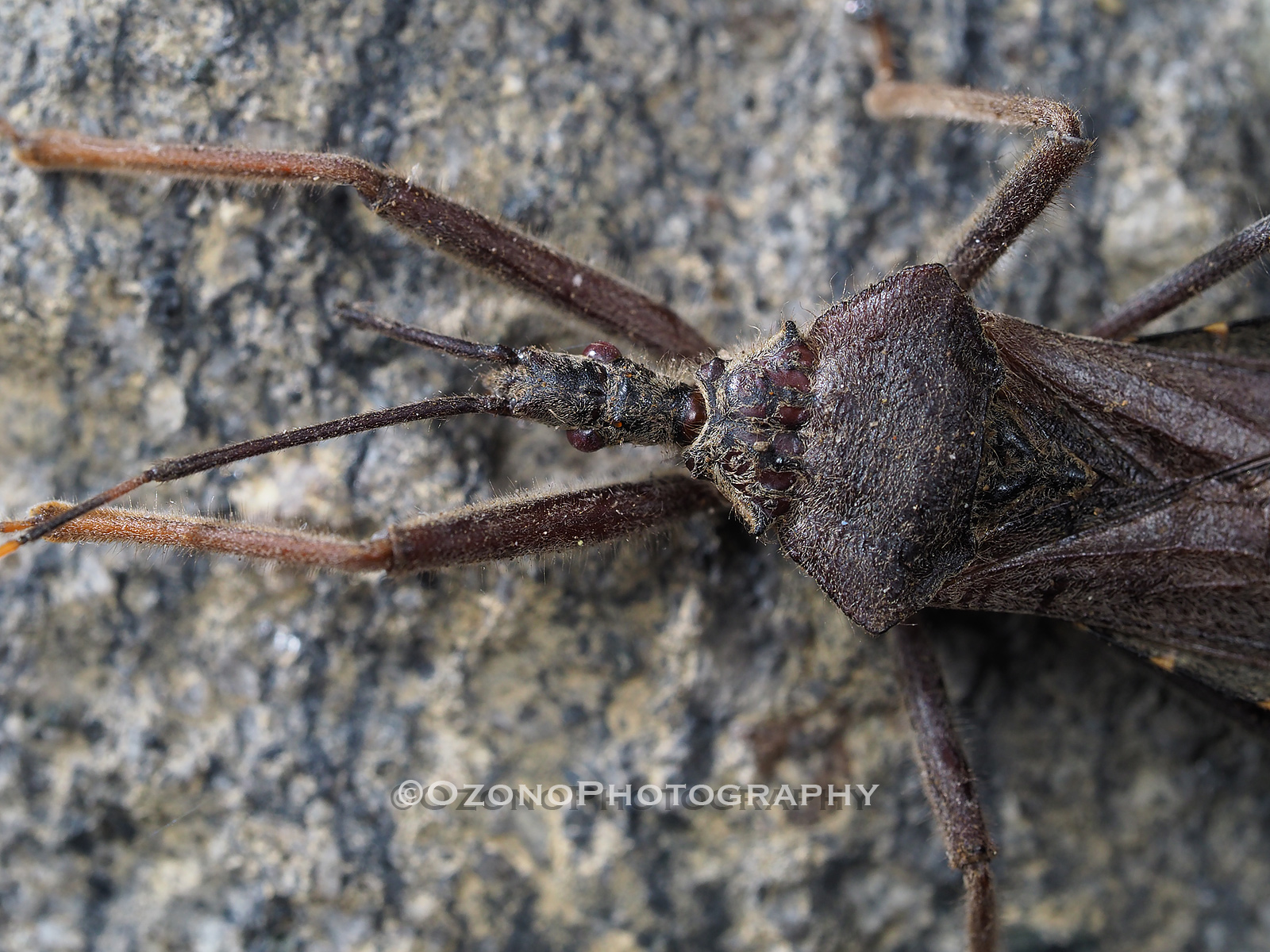 出歩く 湘南むし日記