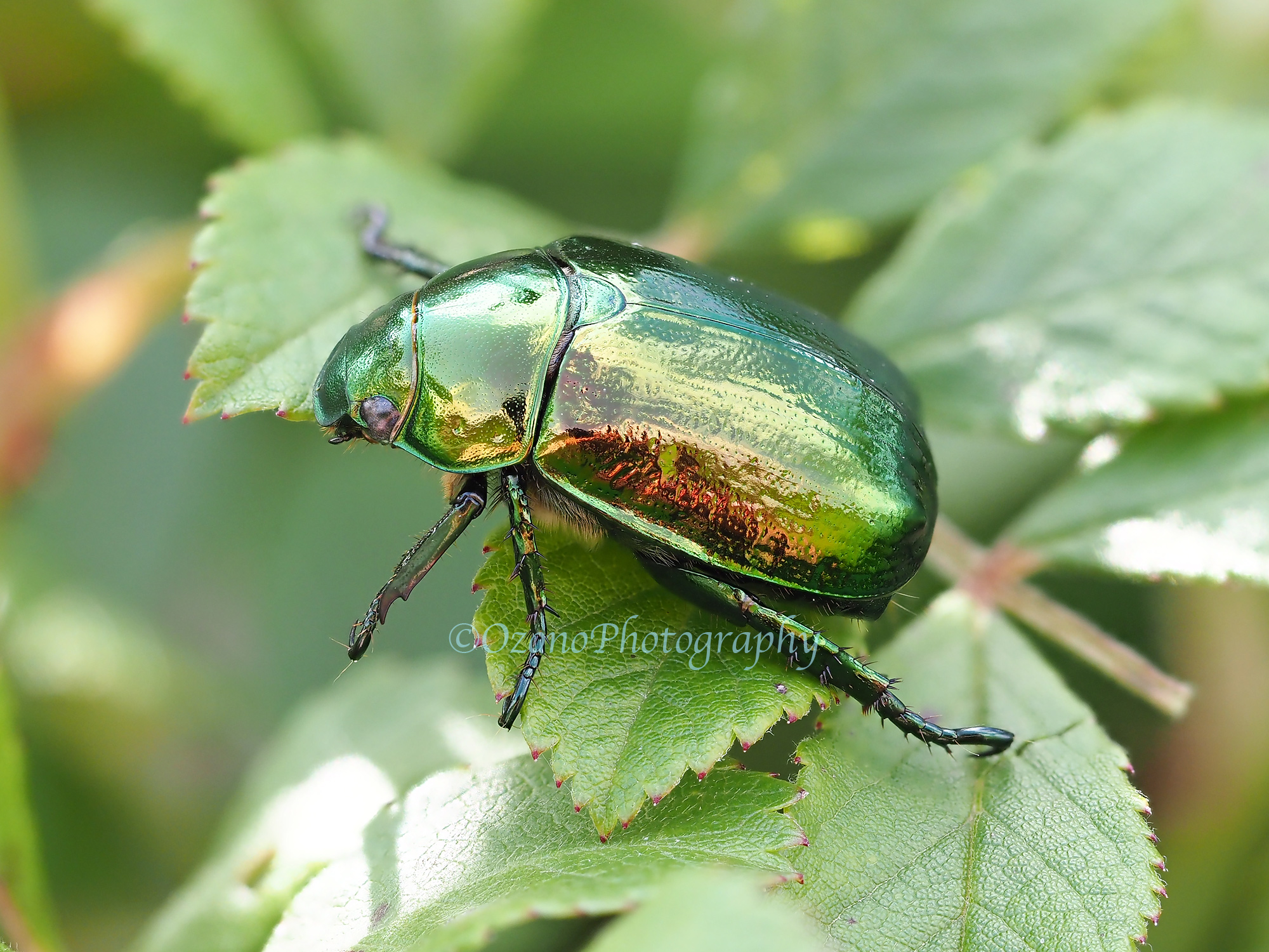 グリーンのラメが強烈な印象の珍品コガネ 昆虫食 樹脂標本 Colorful Scarab Beetle Mimela splendens