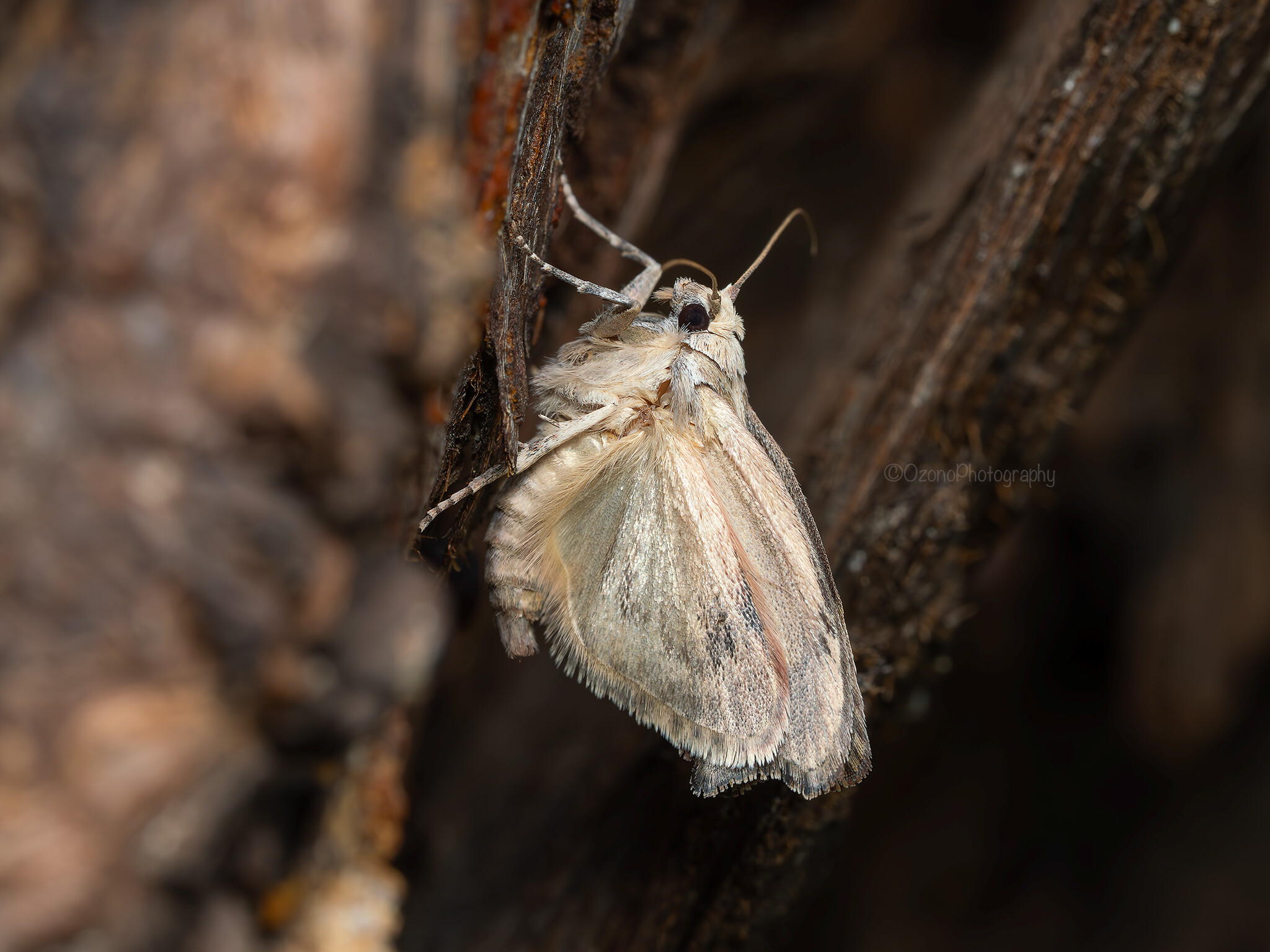 変な虫 : 湘南むし日記