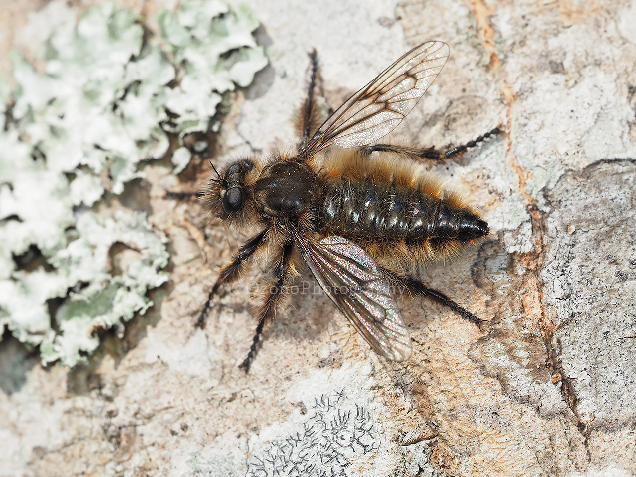 毛むくじゃらのハンター 湘南むし日記