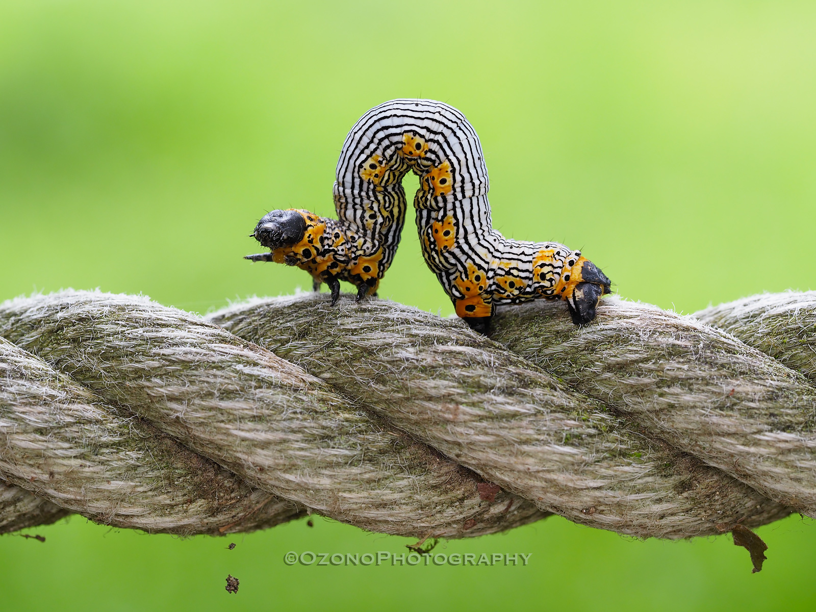 イモケム : 湘南むし日記