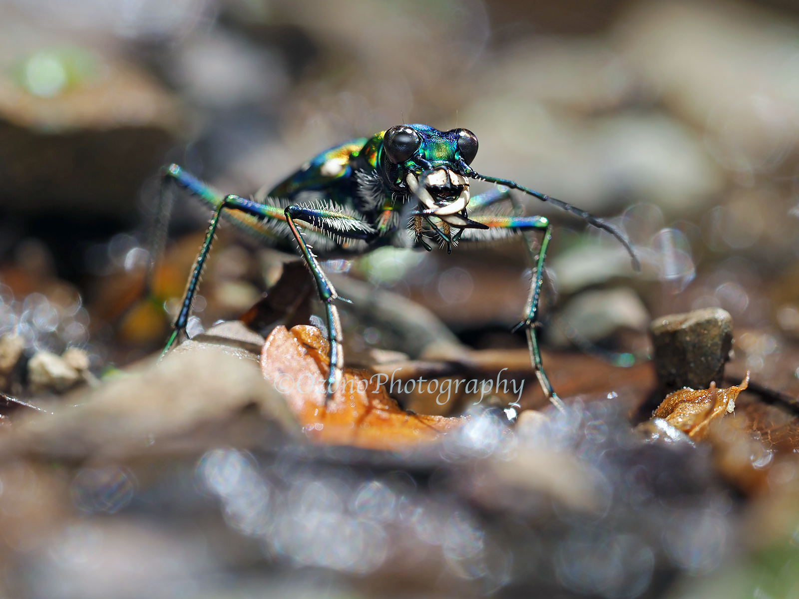 惑わされるように 湘南むし日記