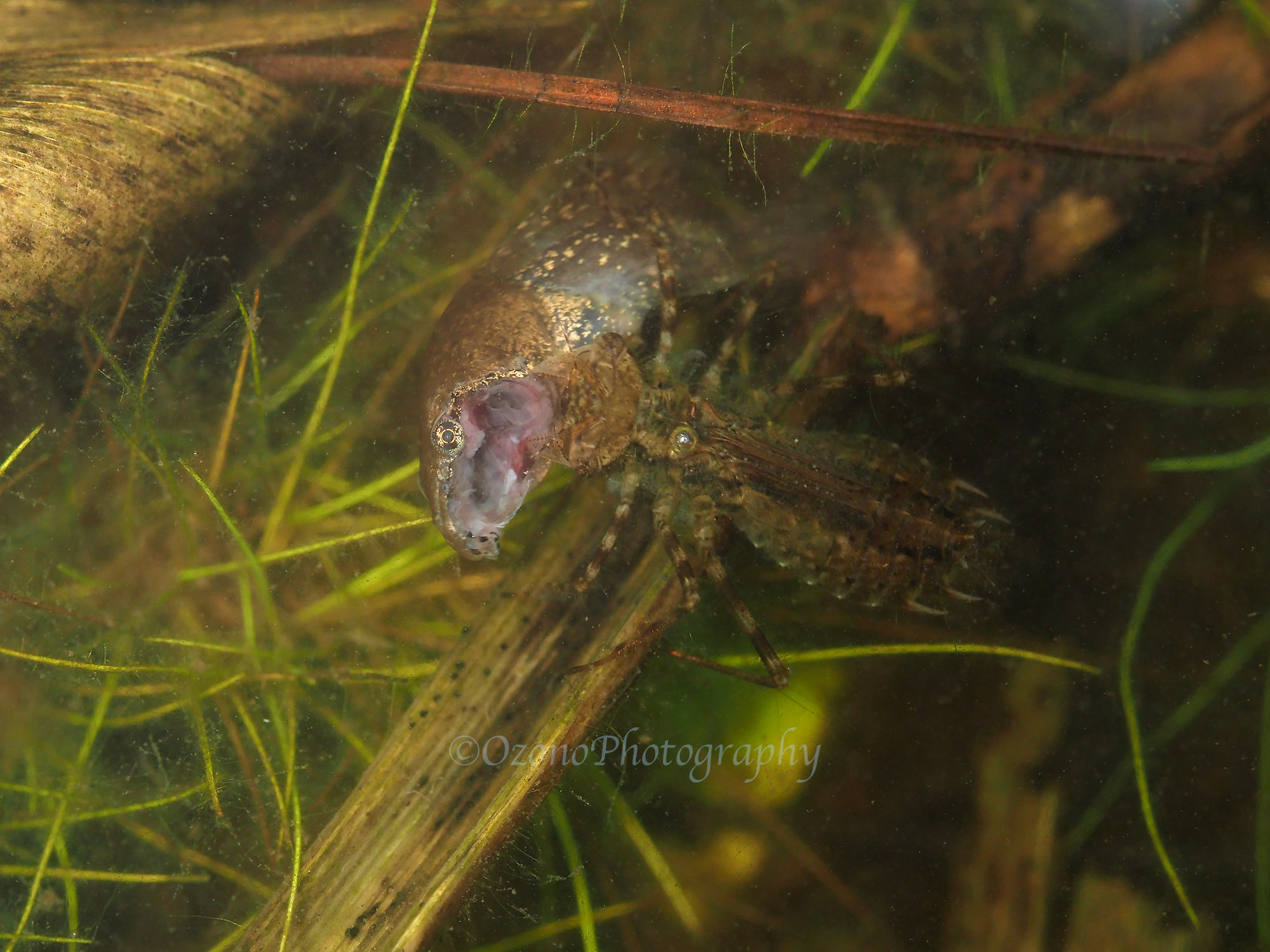 たじたじ 湘南むし日記