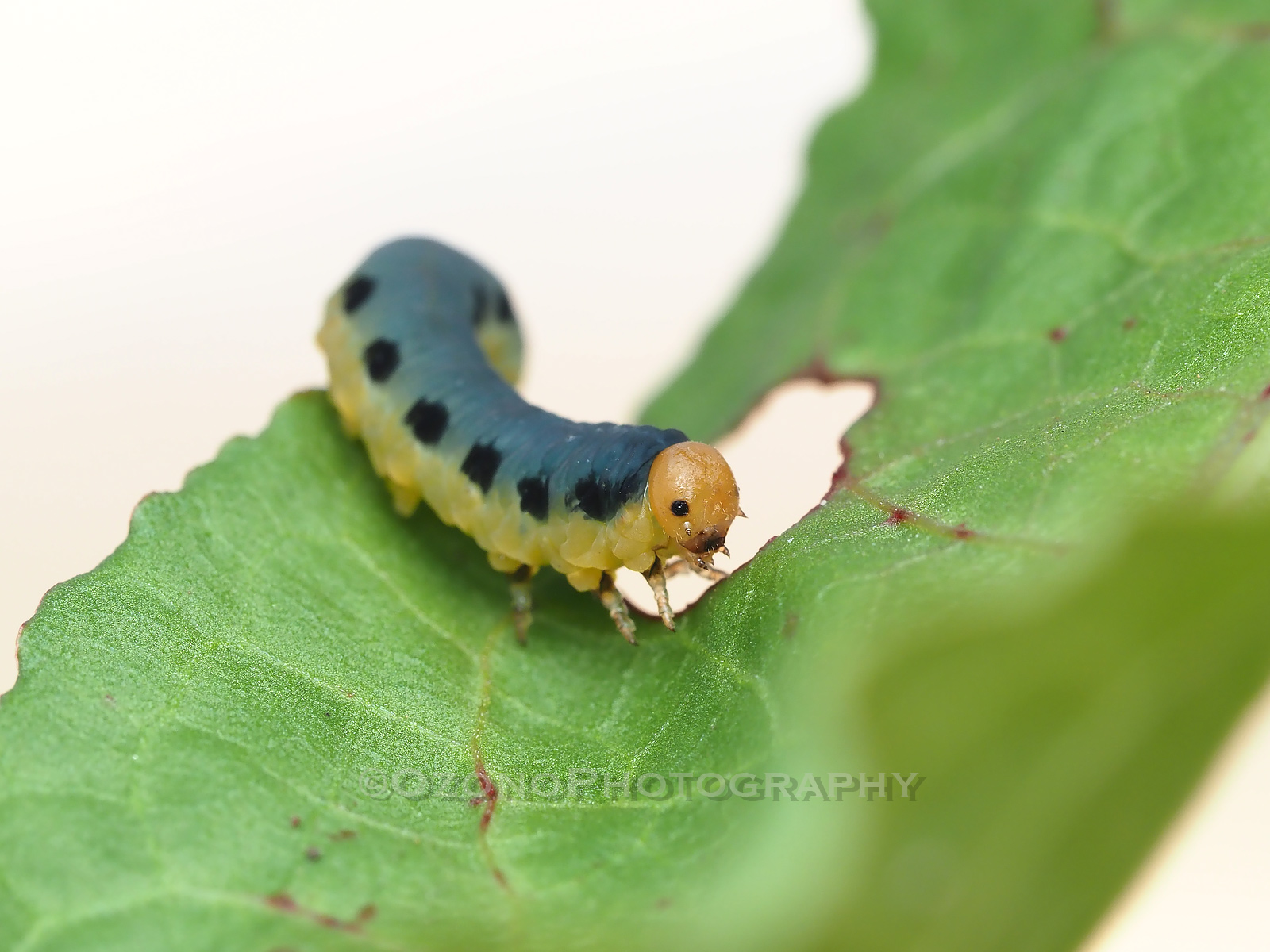 湘南むし日記 Livedoor Blog ブログ