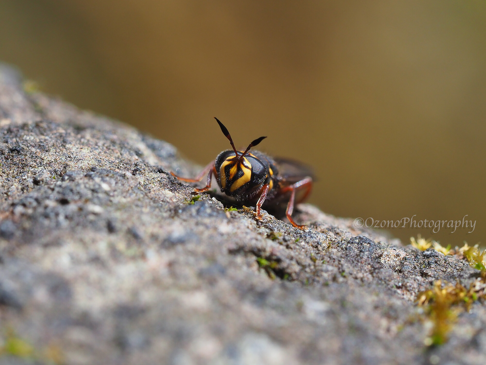 切り替え式 湘南むし日記