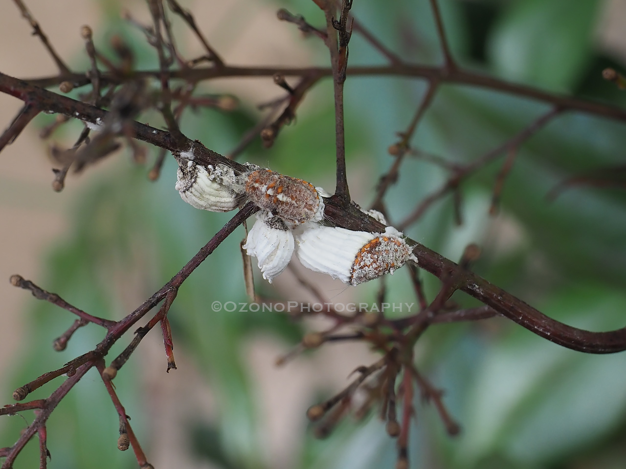 相当 湘南むし日記