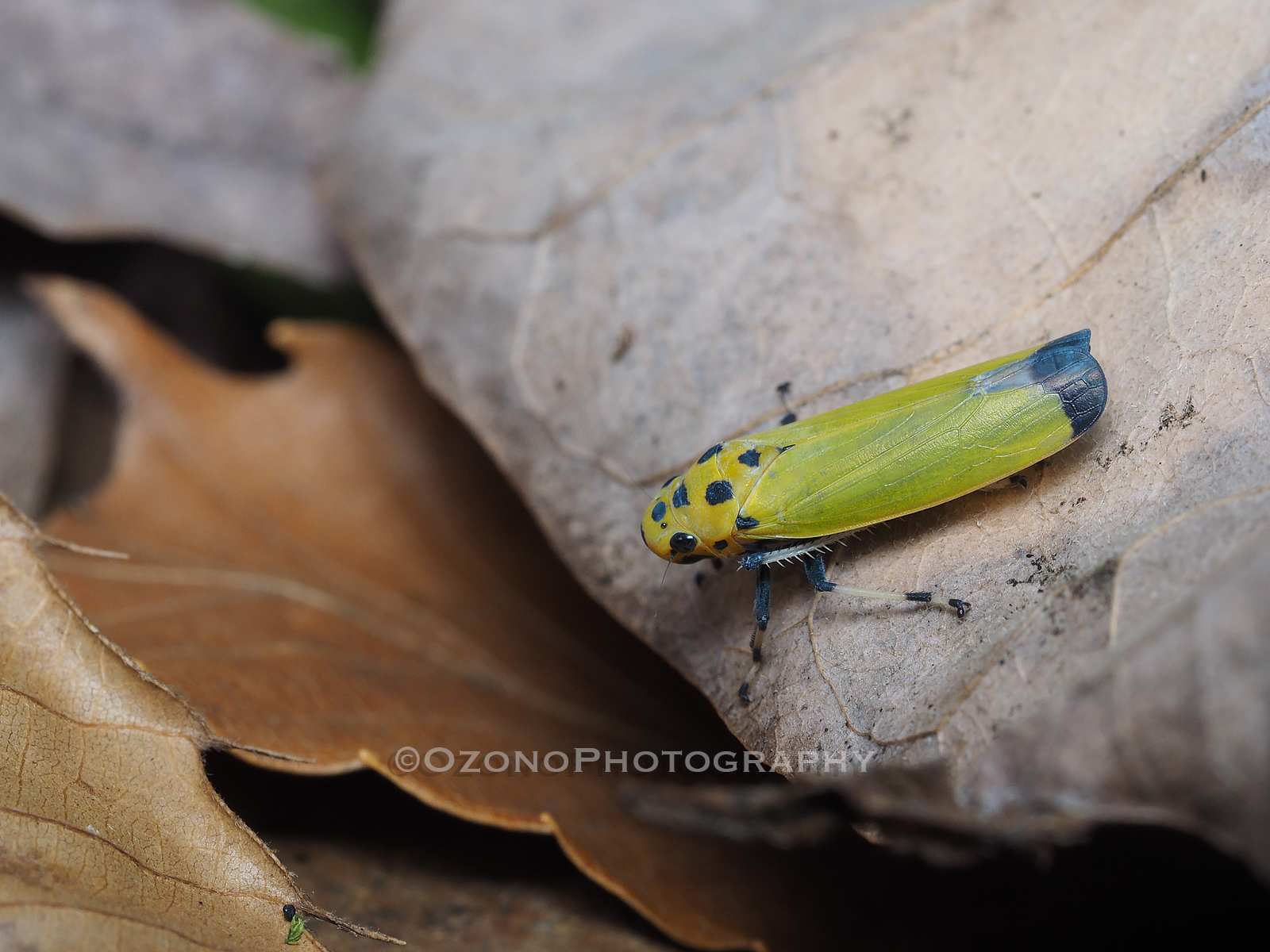 すっかり 湘南むし日記