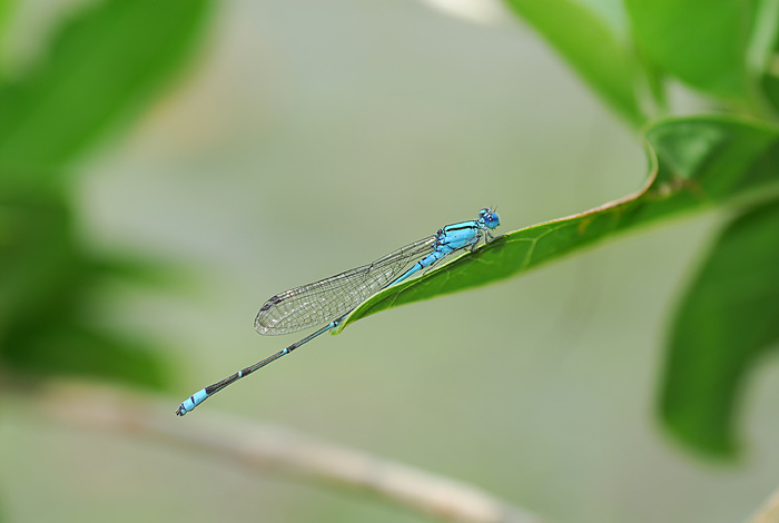 与那国島遠征2007GW - アカスジベッコウトンボ : 湘南むし日記