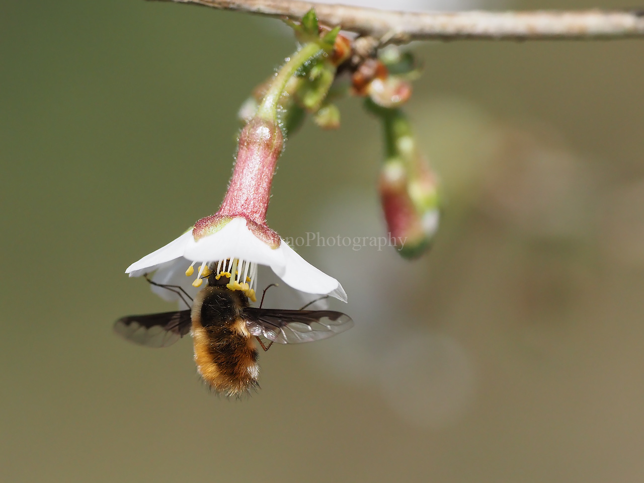 湘南むし日記 ハエ アブ Livedoor Blog ブログ