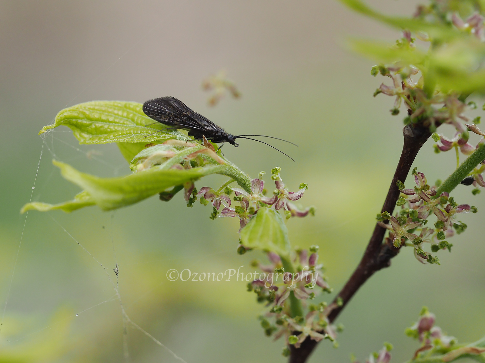 枝先 湘南むし日記