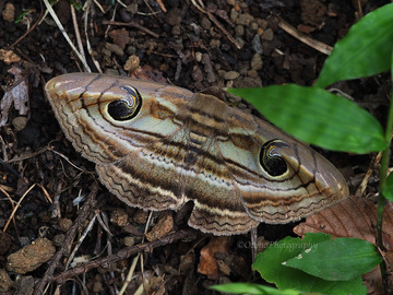P92231061