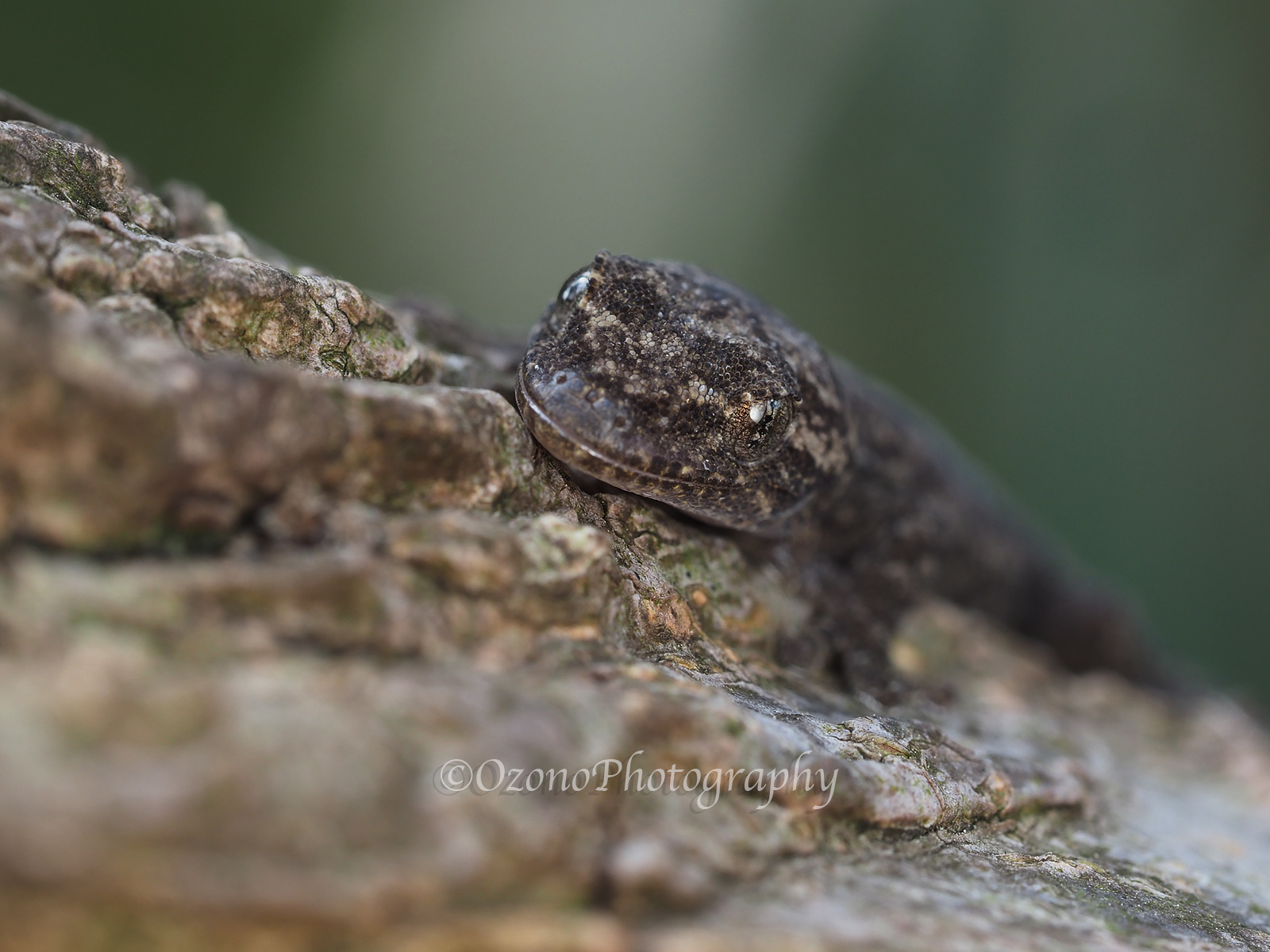 駆け回る 湘南むし日記
