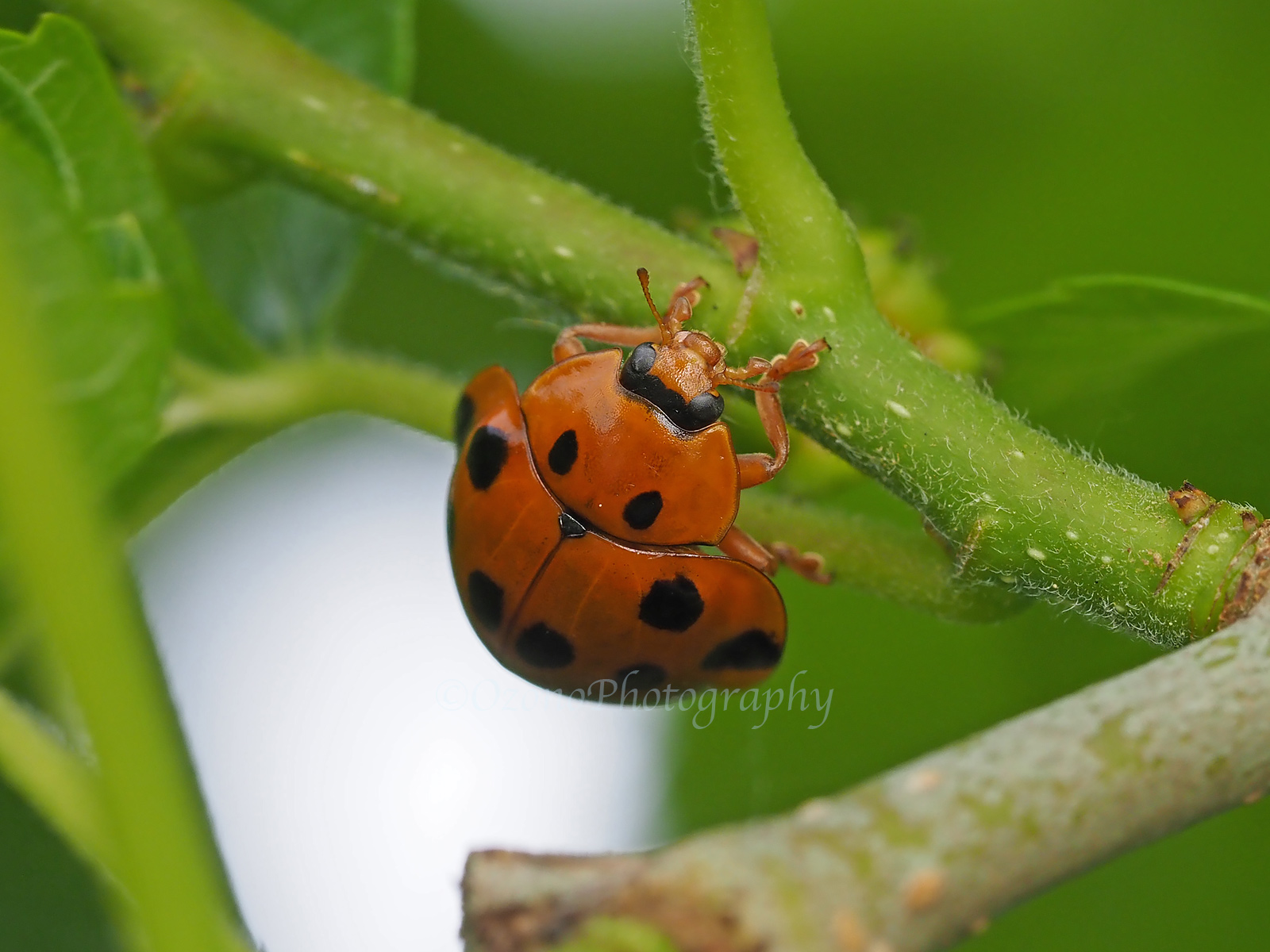 サンシャワーのてんとう虫模様の飛行体 サンシャワーのてんとう虫模様の飛行体 サンシャワーのてんとう
