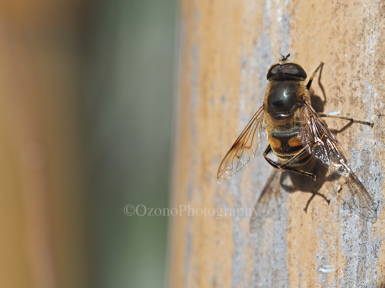 湘南むし日記 ハエ アブ Livedoor Blog ブログ