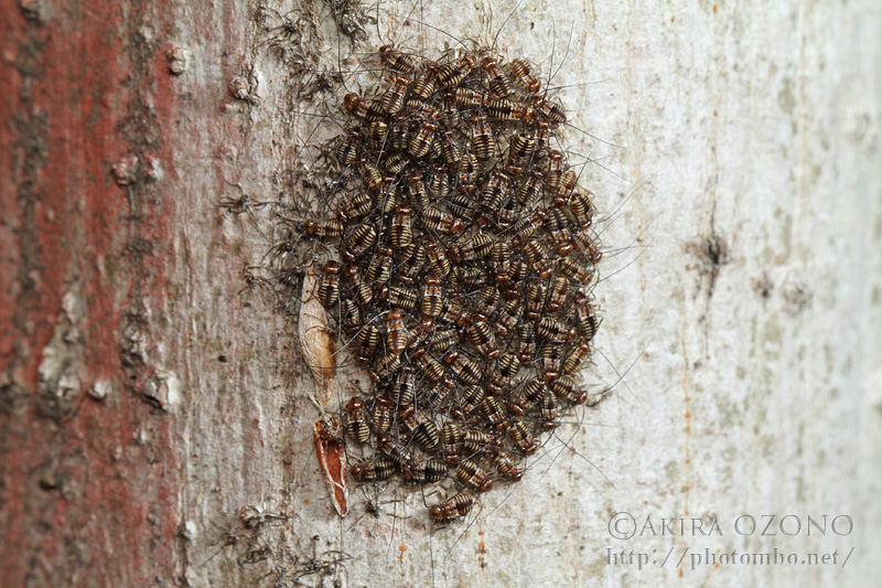 鳥肌もの 湘南むし日記
