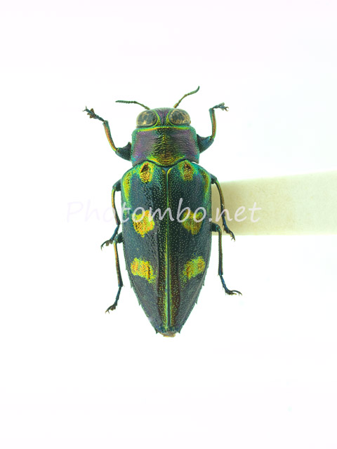 撮れなかった虫 : 湘南むし日記